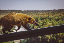 ¿Cuál es la fauna del Parque Nacional Iguazú? cual-es-la-fauna-del-parque-nacional-iguazu