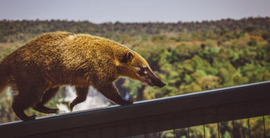¿Cuál es la fauna del Parque Nacional Iguazú?
