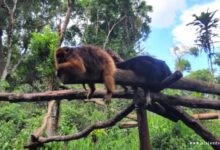 ¿Cuánto dura el recorrido en Guira Oga? cuanto-dura-el-recorrido-en-guira-oga