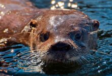 que-animales-acuaticos-hay-en-el-lago-nahuel-huapi