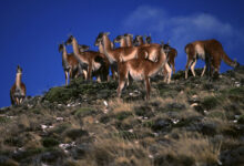 ¿Qué animales habitan en Perito Moreno? que-animales-habitan-en-perito-moreno