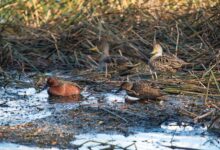 ¿Qué animales hay en el Parque Nacional Lago Puelo? que-animales-hay-en-el-parque-nacional-lago-puelo