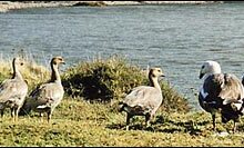 ¿Qué animales hay en el Parque Nacional Los Glaciares? que-animales-hay-en-el-parque-nacional-los-glaciares