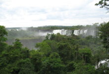 ¿Qué características tiene la selva misionera? que-caracteristicas-tiene-la-selva-misionera