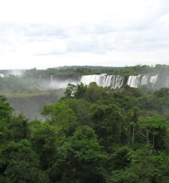 ¿Qué características tiene la selva misionera?