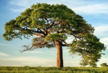 ¿Qué importancia tiene respetar y conservar la naturaleza? que-importancia-tiene-respetar-y-conservar-la-naturaleza