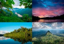 ¿Qué relacion tienen los parques nacionales con la flora y fauna? que-relacion-tienen-los-parques-nacionales-con-la-flora-y-fauna